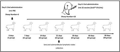 Downregulation of Three Novel miRNAs in the Lymph Nodes of Sheep Immunized With the Brucella suis Strain 2 Vaccine